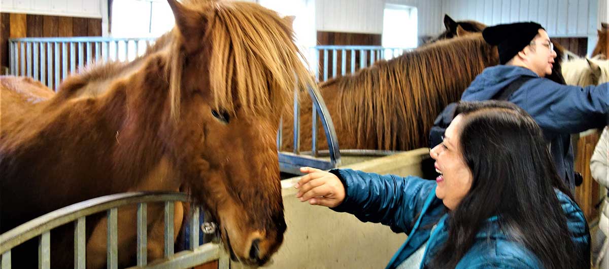 The Horses of the Vikings What Makes Them Special? Beyonder