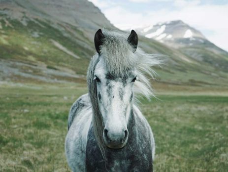 the-icelandic-horse