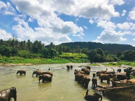 71100-To-Elephant-Bathing-Position,-Rambukkana,-Sri-Lanka