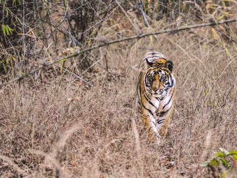 Bandhavgarh-National-Park,-India