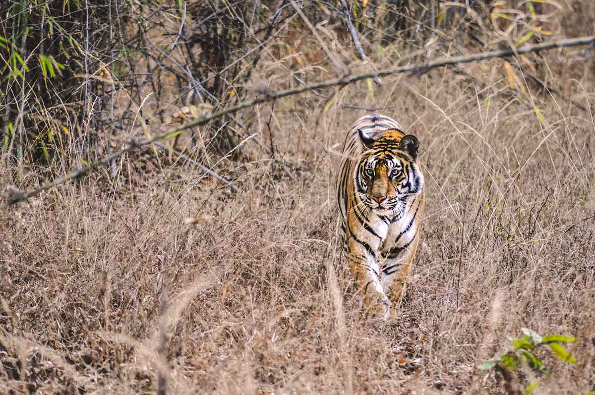 Bandhavgarh-National-Park,-India