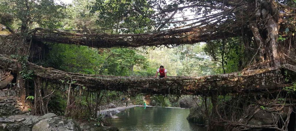Living-Root-Bridge-of-Meghalaya