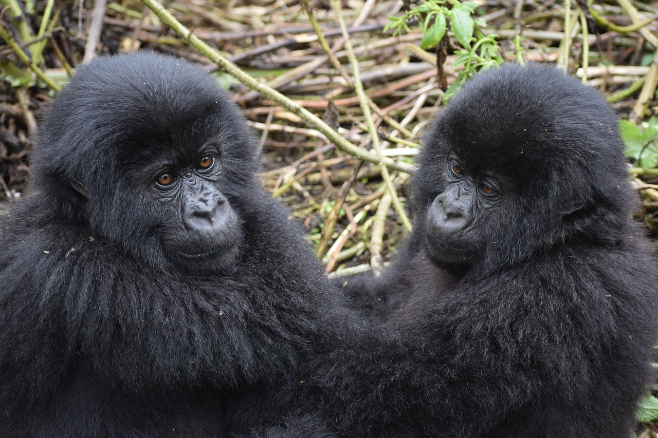 Mountain Gorilla Tracking-Rwanda Profile Photo