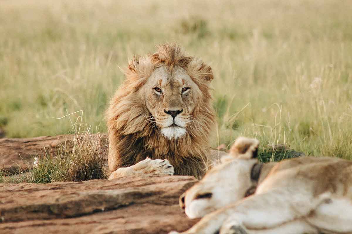 gir-national-park