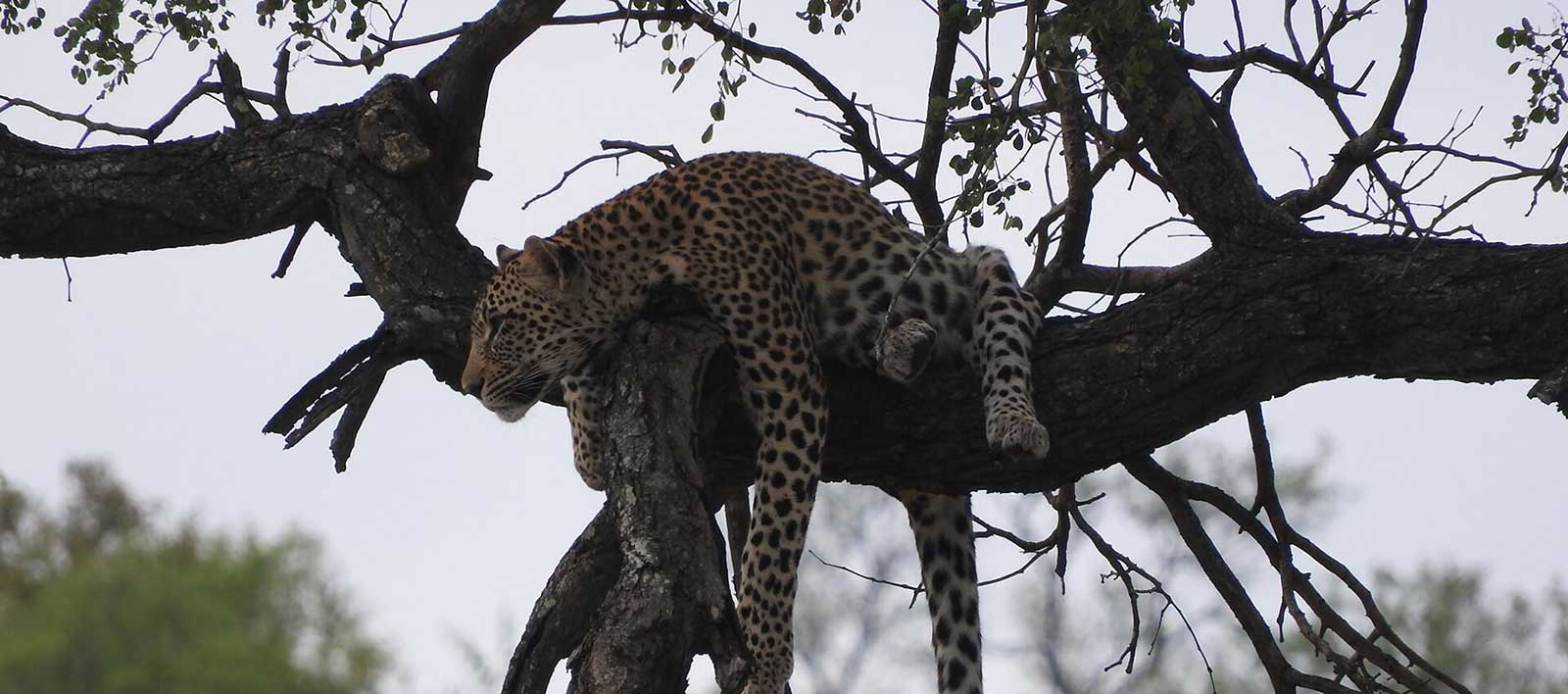 leopard kruger national park