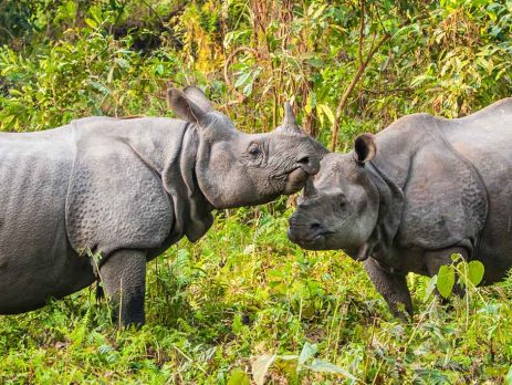 one-horned-Rhino-Assam