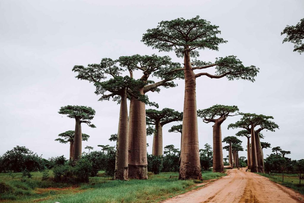 Baobab-alley-Madagascar