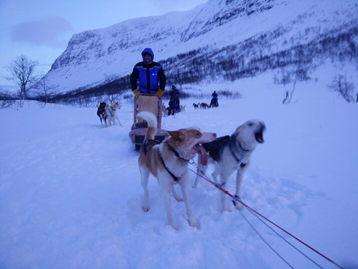 Dog Sledging in Norway