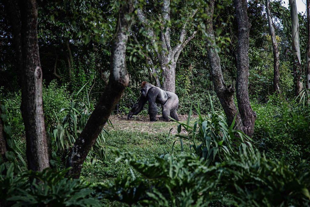 gorilla-tracking-uganda