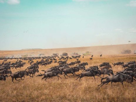 the-great-migration---Masai-Mara-National-Reserve,-Kenya