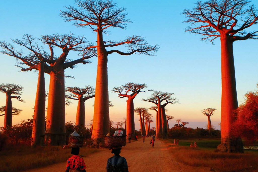 Morondava---Baobab-Alley