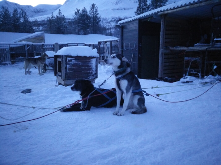 Huskies used for Dog-Sledding