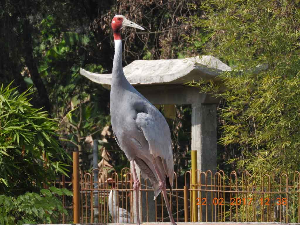 Sarus-Crane-Vietnam-Stupa-Lumbini