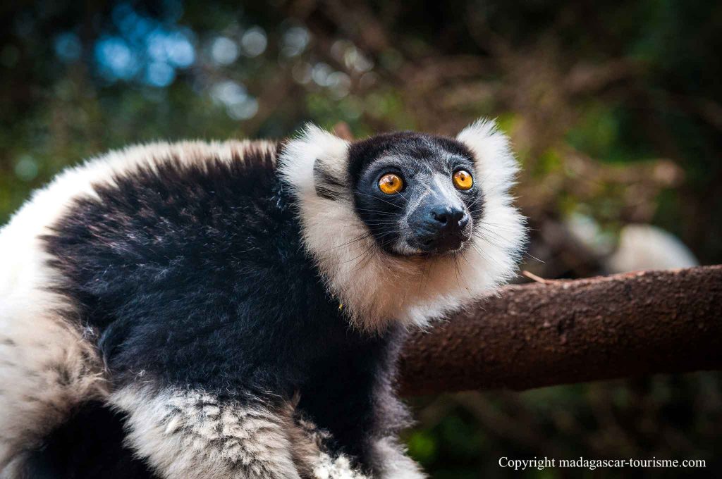 Indri Lemur-Andasibe Mantadia