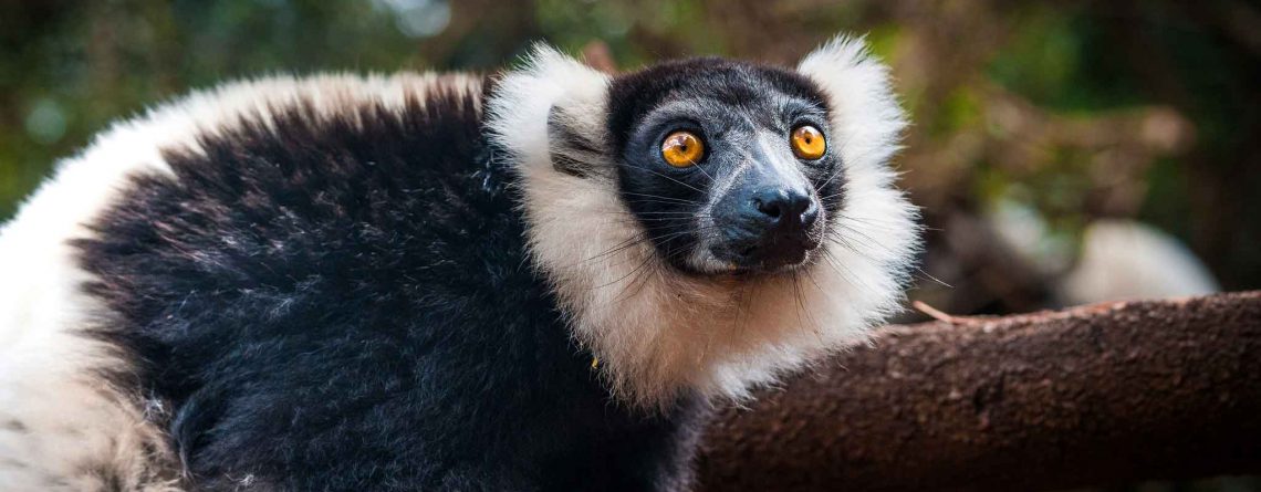 Indri Lemur-Andasibe Mantadia