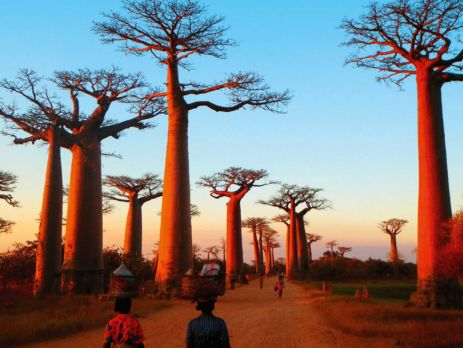 Morondava---Baobab-Alley