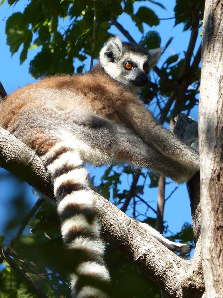watch-lemur-in-the-wild