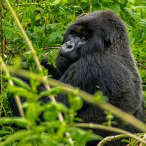 uganda-mountain-gorilla