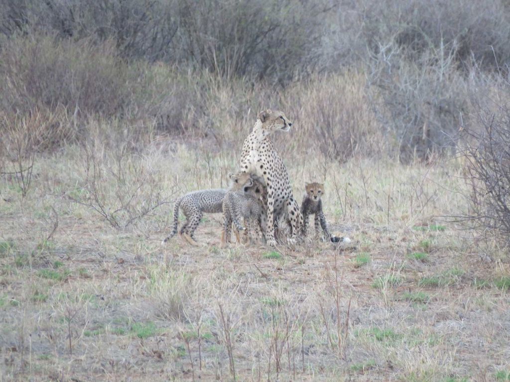 Cheetah-family-out-in-the-open