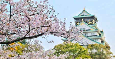 Cherry-Blossom-Japan
