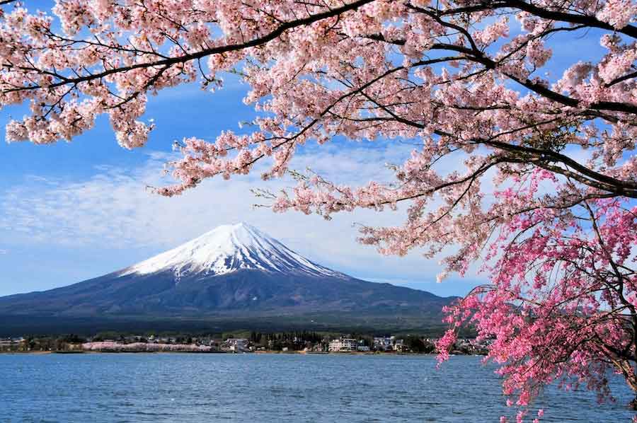 Cherry-Blossom-Japan next to Mt Fuji