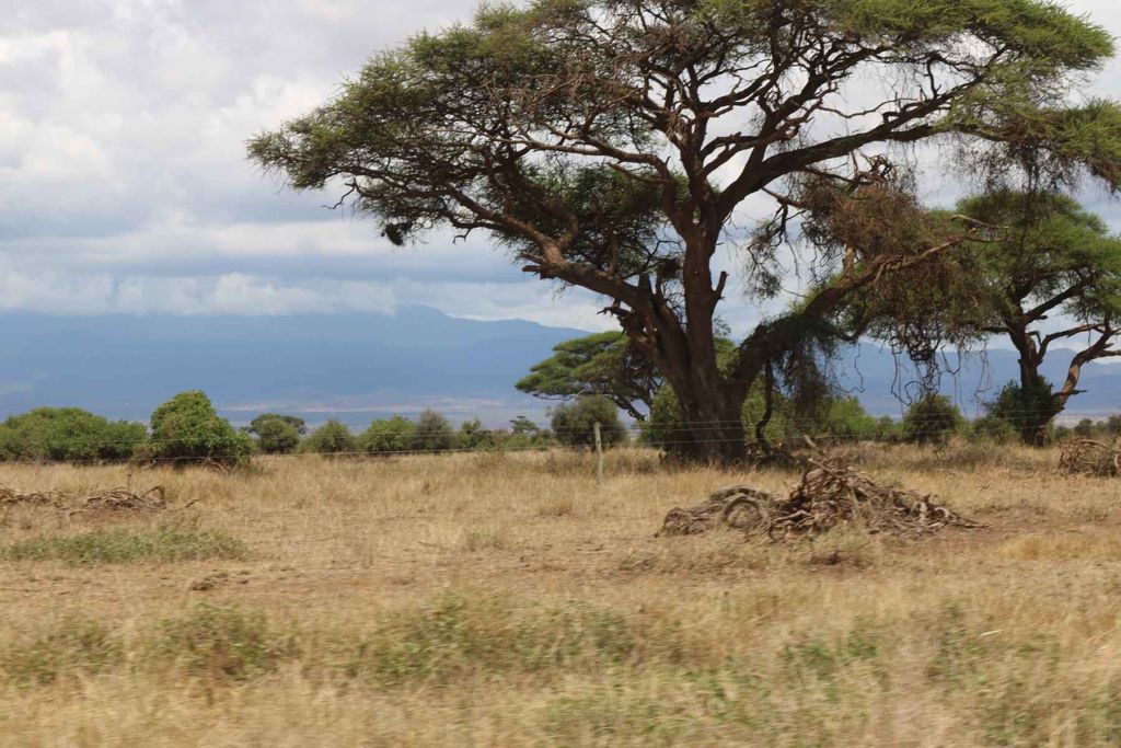 Fences-In-Amboseli