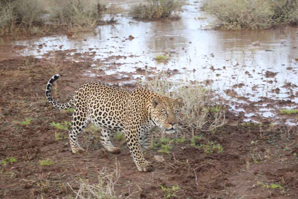 Leopard-Samburu
