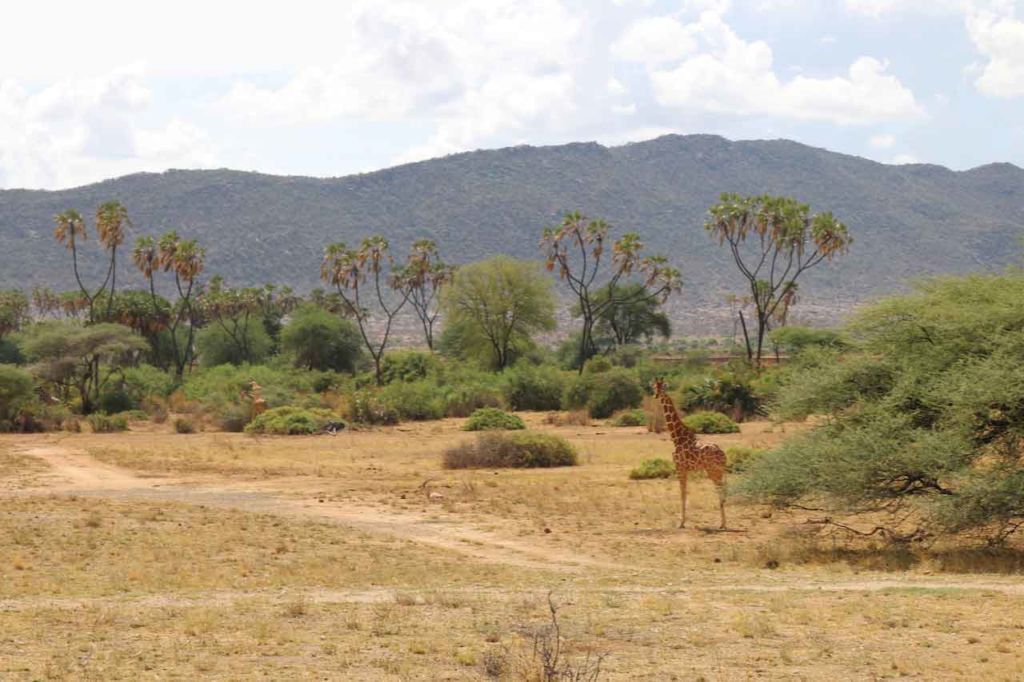 Samburu-Landscape