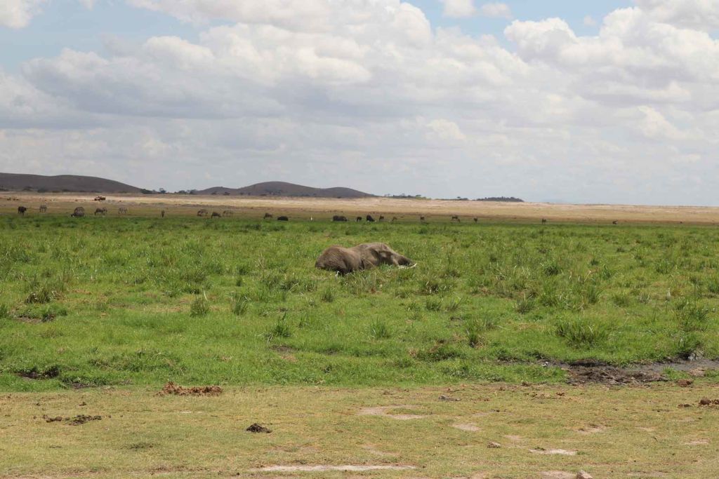 Swamps-in-Amboseli
