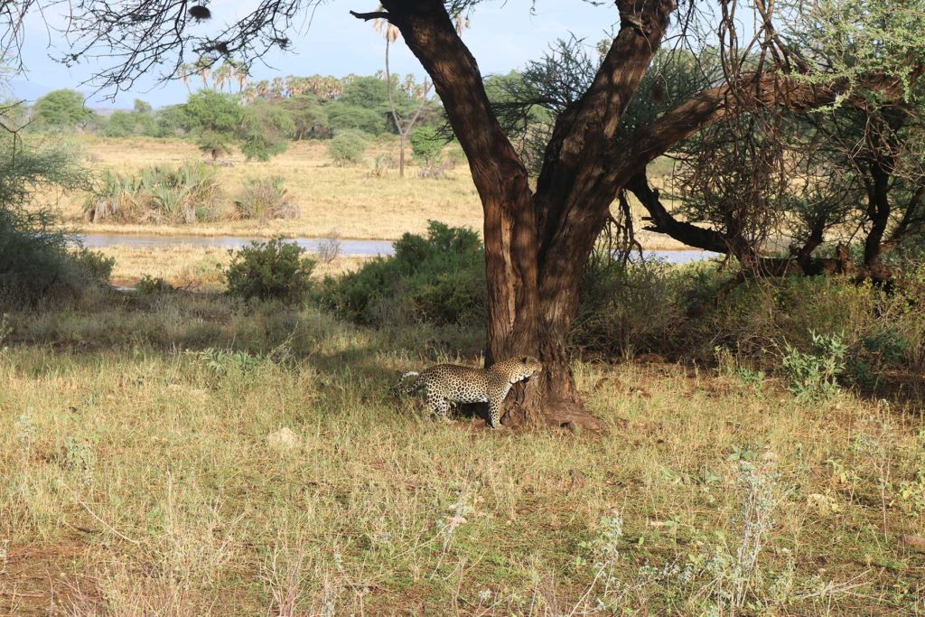 The cautious leopard on sensing / hearing the Olive baboons