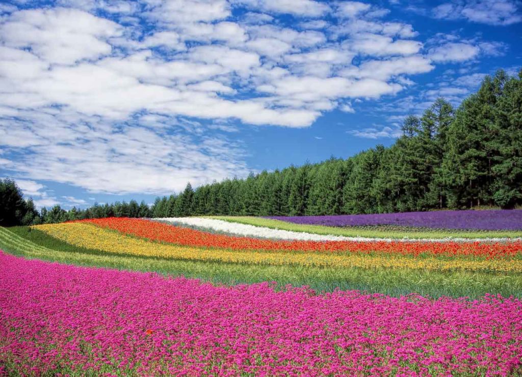 red-yellow-and-orange-flower-field
