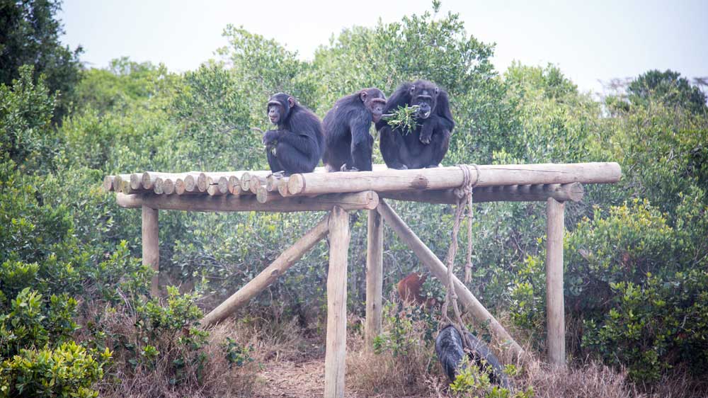 Chimpanzee---Ol-Pejeta
