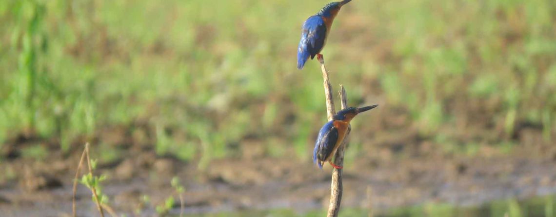 Malachite Kingfisher - a second honeymoon?