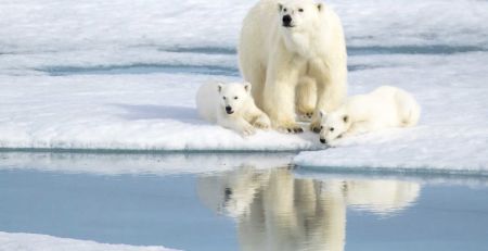 polar-bear-and-cubs