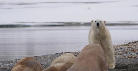 the kings of the artic - polar bears of Svalbard