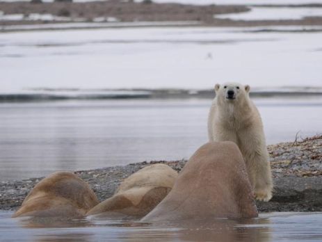 the kings of the artic - polar bears of Svalbard