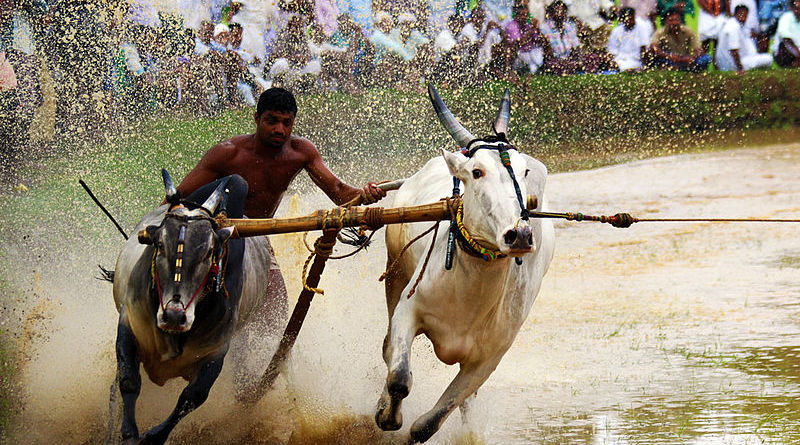 Bull Surfing - Maramadi festival in Kerala