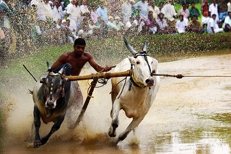 Bull Surfing - Maramadi festival in Kerala