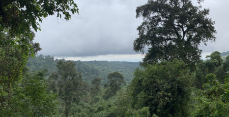 Primary Rain Forests - Mt Elgon National Park