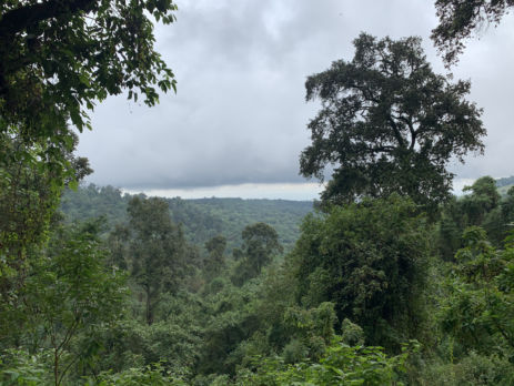 Primary Rain Forests - Mt Elgon National Park