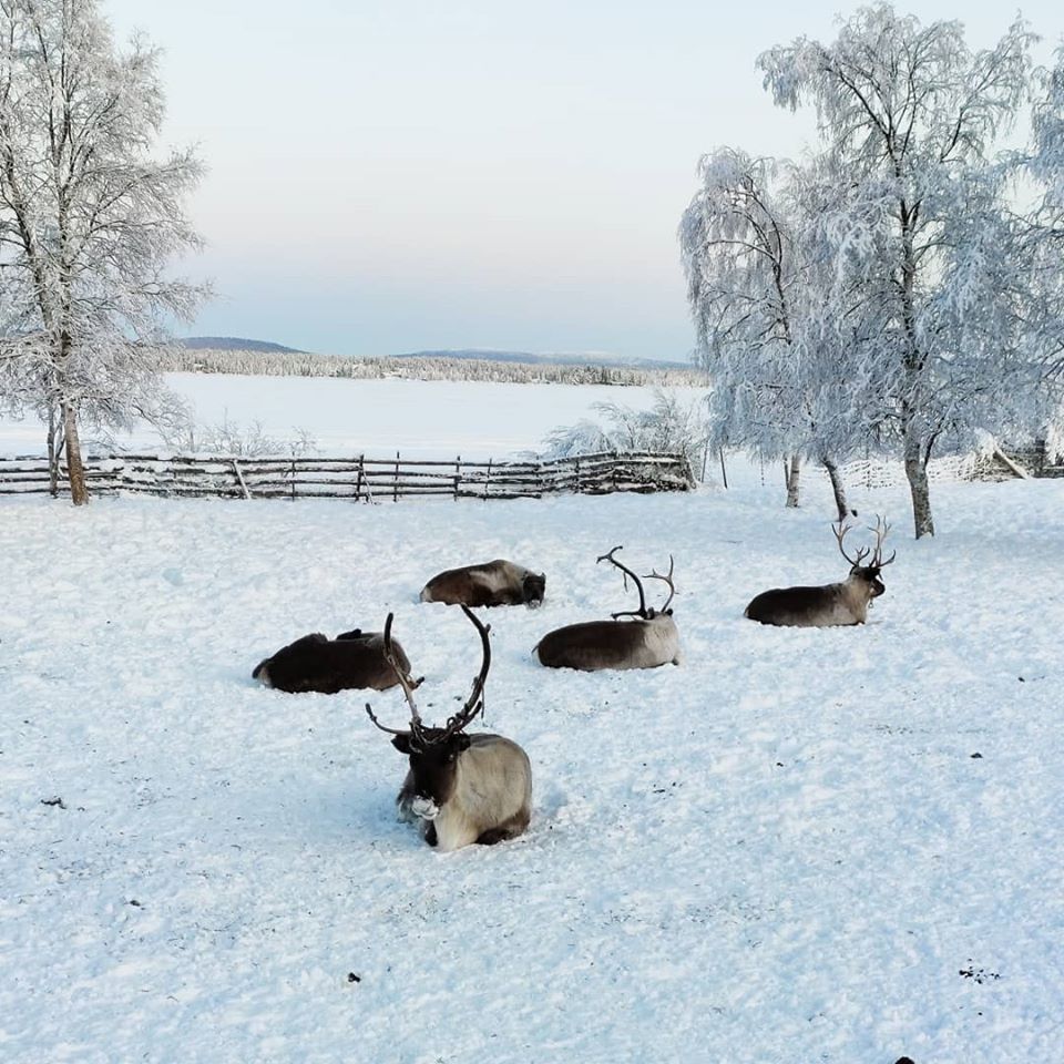 Reindeers in Kiruna