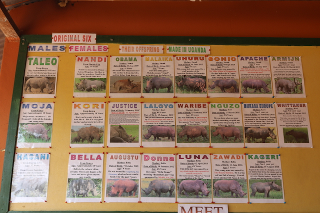 Rhino Board, 1st Generation, Ziwa Rhino Sanctuary, Uganda