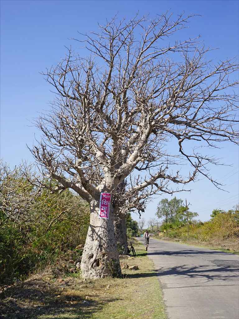 Baobab trees in Mandu