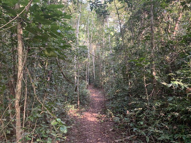 Budongo Forest Reserve, Near Murchison Falls National Park, Uganda