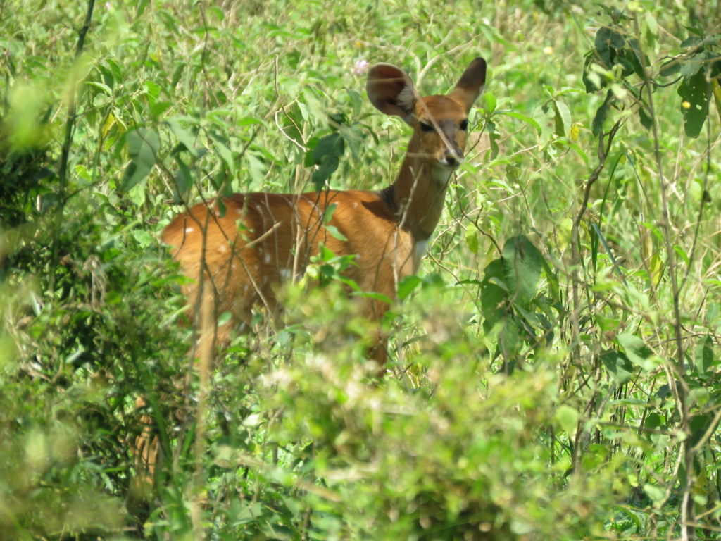 Bushbuck, Ziwa Wildlife Sanctuary, Uganda