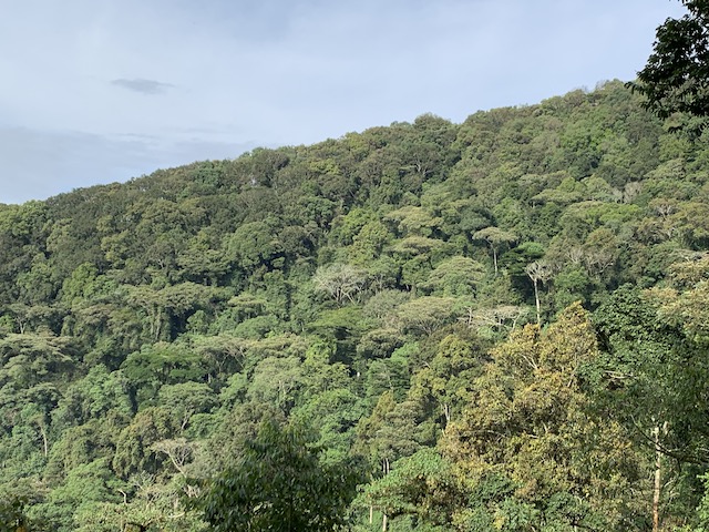 Mountain Gorilla Tracking, Bwindi Impenetrable Forest, Uganda