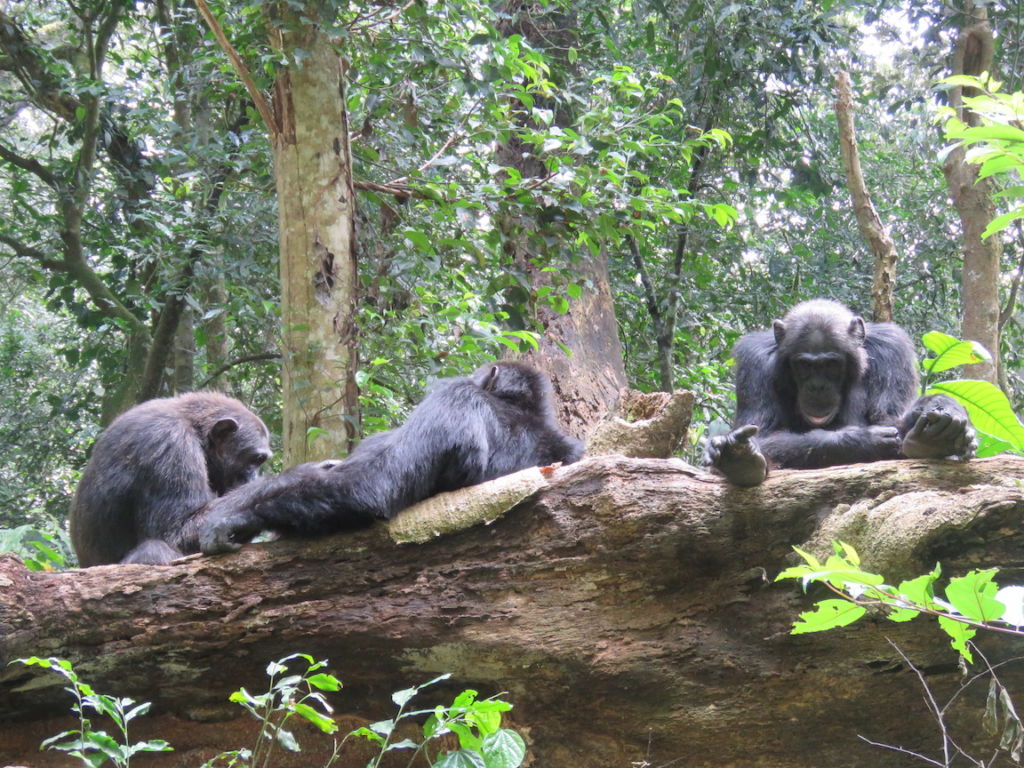 The seniors of the clan, Chimpanzees, Kibale National Park