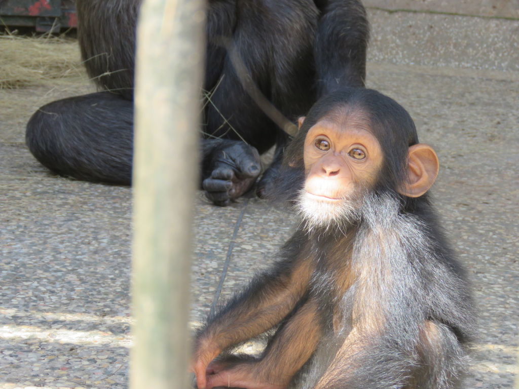 Chimpanzee at Ngamba Island Chimpanzee Sanctuary, Lake Victoria, Uganda