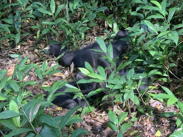 Alpha Chimpanzee Male, Kibale National Park