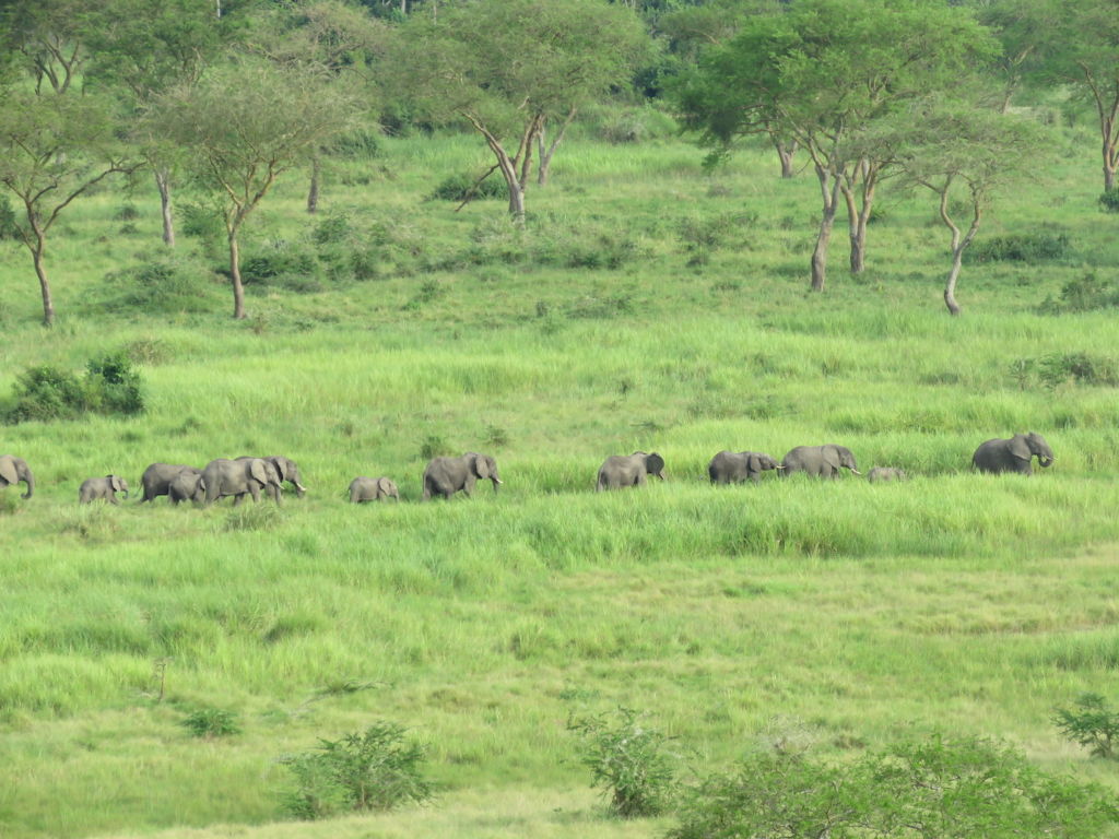 Elephants - Ishasha Sector, Queen Elizabeth National park
